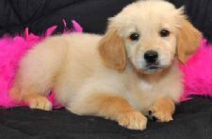 1298525517_170626640_2-top-quality-golden-retriever-puppy-for-adoption-chicago.jpg
